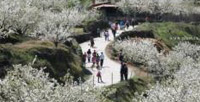 Cerejeiras em Flor no Vale do Jerte